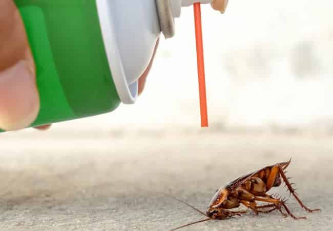 Scarafaggi Immuni agli Insetticidi
