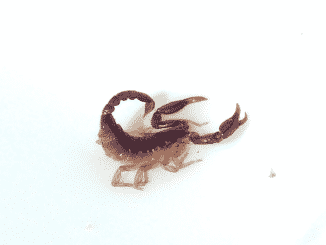 Scorpione In Casa